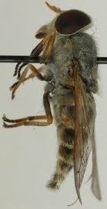 Attēlu rezultāti vaicājumam “Atylotus sp.”