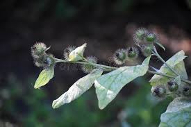 Attēlu rezultāti vaicājumam “Arctium nemorosum”