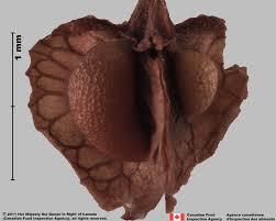 Attēlu rezultāti vaicājumam “Rumex crispus fruit”