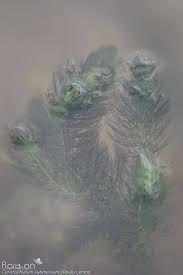 Attēlu rezultāti vaicājumam “Ceratophyllum submersum”