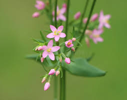 Attēlu rezultāti vaicājumam “Centaurium erythraea bud”