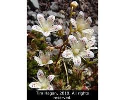 Attēlu rezultāti vaicājumam “Saxifragaceae”