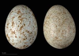Attēlu rezultāti vaicājumam “Turdus merula eggs”