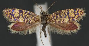 Attēlu rezultāti vaicājumam “Eriocraniidae”