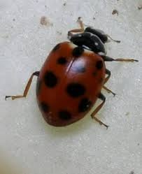 Attēlu rezultāti vaicājumam “Hippodamia tredecimpunctata”