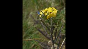 Attēlu rezultāti vaicājumam “Triphragmium ulmariae”