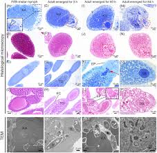 Attēlu rezultāti vaicājumam “Aleurochiton aceris nymph”