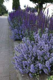 Image result for Katzenminze