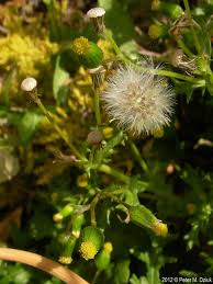 Attēlu rezultāti vaicājumam “Senecio viscosus fruit”