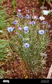 Attēlu rezultāti vaicājumam “Cyanus segetum flower”