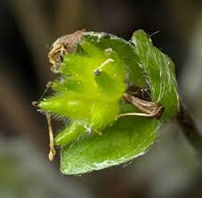 Attēlu rezultāti vaicājumam “Hepatica nobilis bud”