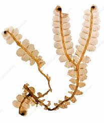 Attēlu rezultāti vaicājumam “Chiloscyphus”