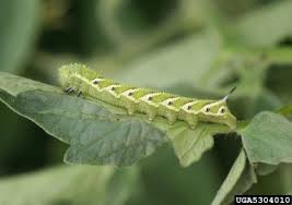 Afbeeldingsresultaat voor grubbs mystery green tomato