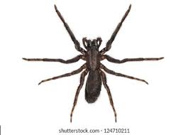 Attēlu rezultāti vaicājumam “Tegenaria sp.”