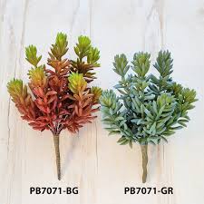 Attēlu rezultāti vaicājumam “Sedum album leaf”