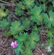 Attēlu rezultāti vaicājumam “Geranium molle”