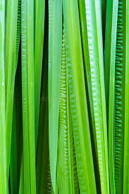 Attēlu rezultāti vaicājumam “Acorus calamus leaf”