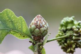 Attēlu rezultāti vaicājumam “Andricus foecundatrix”
