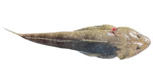 Image result for Platycephalus richardsoni