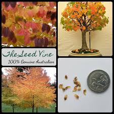 Attēlu rezultāti vaicājumam “Cercidiphyllum japonicum fruit”