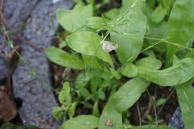 Attēlu rezultāti vaicājumam “Gypsophila paniculata leaf”