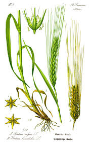 Attēlu rezultāti vaicājumam “Hordeum vulgare fruit”