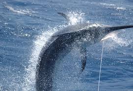 Image result for Istiompax indica