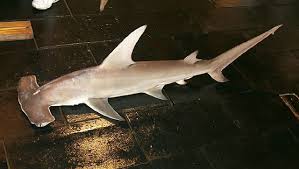 Image result for Sphyrna mokarran