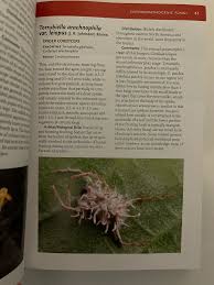 Attēlu rezultāti vaicājumam “Torrubiella arachnophila”