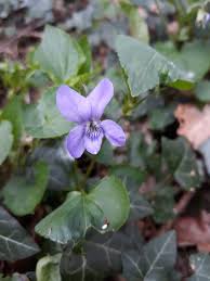 Attēlu rezultāti vaicājumam “Viola riviniana flower”
