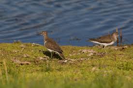 Attēlu rezultāti vaicājumam “Actitis hypoleucos adult”