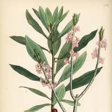 Attēlu rezultāti vaicājumam “Daphne mezereum leaf”