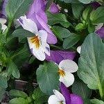 Attēlu rezultāti vaicājumam “Viola x williamsii”