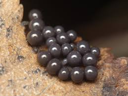 Attēlu rezultāti vaicājumam “Cribraria argillacea”