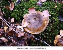 Attēlu rezultāti vaicājumam “Lactarius necator”