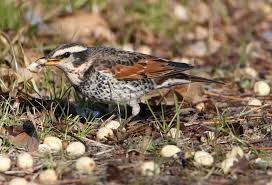 Image result for Turdus eunomus