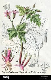 Attēlu rezultāti vaicājumam “Geranium robertianum”