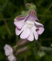 Attēlu rezultāti vaicājumam “Silene latifolia subsp. alba flower”