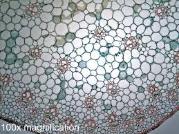 Attēlu rezultāti vaicājumam “Zea mays leaf”