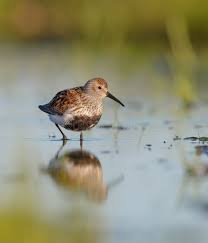 Attēlu rezultāti vaicājumam “Calidris alpina adult”
