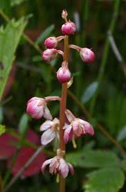 Attēlu rezultāti vaicājumam “Pyrolaceae”