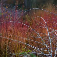 Attēlu rezultāti vaicājumam “Cribraria rubiginosa stalked”