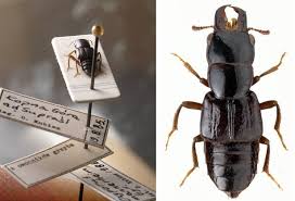 Attēlu rezultāti vaicājumam “Oxyporus”