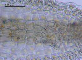 Attēlu rezultāti vaicājumam “Metzgeria violacea”