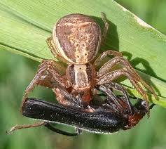 Attēlu rezultāti vaicājumam “Xysticus bifasciatus”
