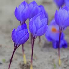 Attēlu rezultāti vaicājumam “Crocus speciosus”