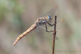 Attēlu rezultāti vaicājumam “Orthetrum brunneum”