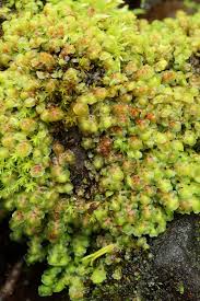 Attēlu rezultāti vaicājumam “Scapania”