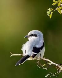 Attēlu rezultāti vaicājumam “Lanius excubitor adult”