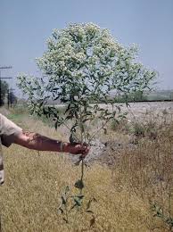 Attēlu rezultāti vaicājumam “Lepidium latifolium”